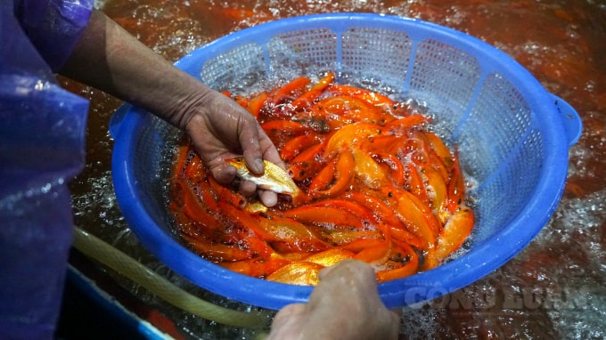 Được biết vào ngày hôm qua, cá chép được bán với giá bán buôn là 130.000đ/kg, bán lẻ là 150.000đ/kg. Tuy nhiên đến sáng nay, giá cá chép đã tăng gấp đôi khi được các tiểu thương bán với giá từ 280.000 – 300.000 đồng/kg. Trung bình cá chép cúng ông Công, ông Táo sẽ bán với giá 30.000 - 50.000 đồng/3 con và có thể hơn.