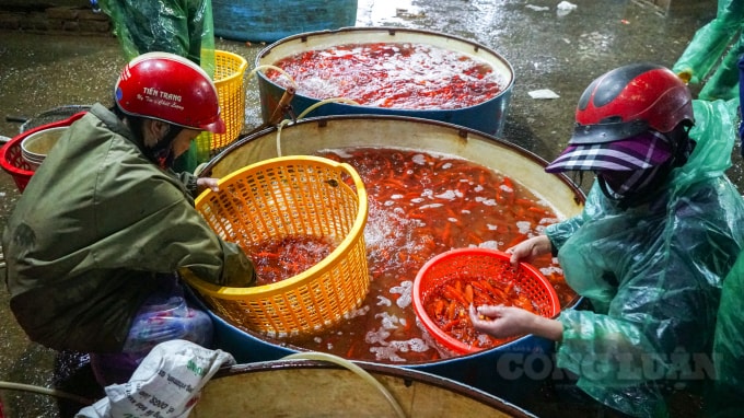 Từ sáng sớm, chợ cá Yên Sở đã rất đông khách ra vào. Hàng chục chiếc xe tải nối đuôi nhau chở cá từ các tỉnh Hà Nam, Phú Thọ, Ninh Bình,... đổ về đây tập kết. Sau đó, các thương lái từ chợ đầu mối nhỏ ở Hà Nội như Ngã Tư Sở, Phú Đô, Dịch Vọng,... sẽ về đây lấy hàng.
