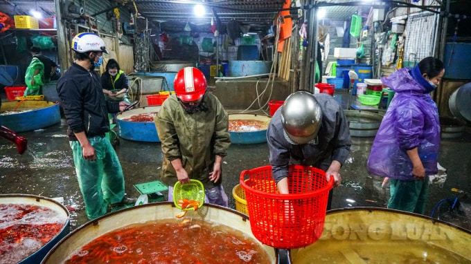 Cá chép đỏ khỏe mạnh, mẫu mã đẹp là loại được người dân và thương lái chọn mua nhiều nhất. Còn lại những loại khác như cá chép tam dương, chép vàng tranh cũng được chọn mua vừa làm lễ cúng, vừa làm cá cảnh.