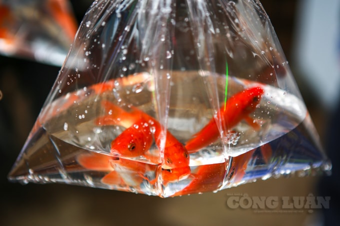 Phần lớn những gia đình duy trì tục thả cá chép trong ngày 23 tháng Chạp đều mua 3 con, dành cho 3 vị Táo quân. Nên mỗi túi mà các tiểu thương bán lẻ thường đóng sẵn 3 con cá vào 1 túi cẩn thận.