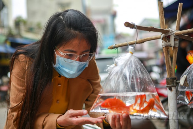 Chị Nguyễn Liên (Huyện Chương Mỹ) tranh thủ thời gian đi từ sáng sớm để đến chợ Chúc Sơn chọn cá về cúng ông Công, ông Táo cho hay: