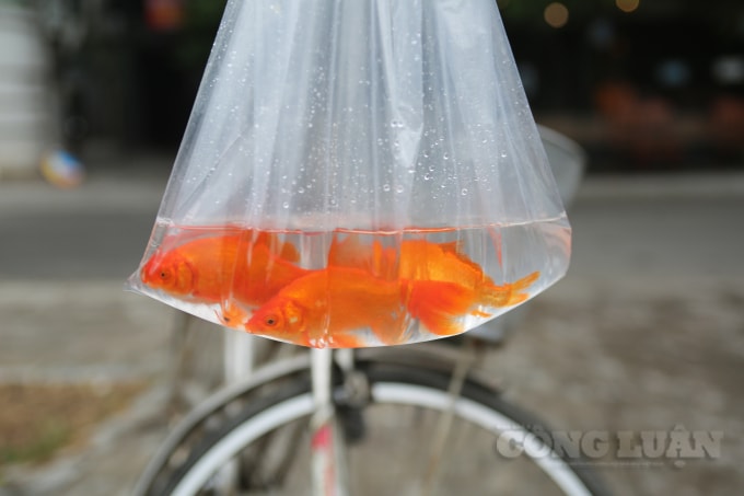 Mỗi gia đình, hay mỗi người đến đây thả cá với 3 con cá chép được đựng trong túi ni lon.