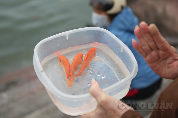 Nhiều người cẩn thận còn thắp hương cầu khấn những điều tốt lành cho bản thân, gia đình rồi mới từ từ để cá chép bơi xuống mặt nước với lòng thành kính, thiêng liêng nhất.