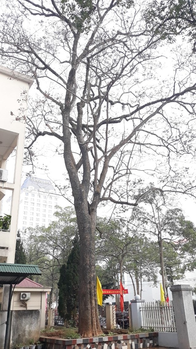 Cây sưa giữa khuôn viên hai Sở bị đầu độc.