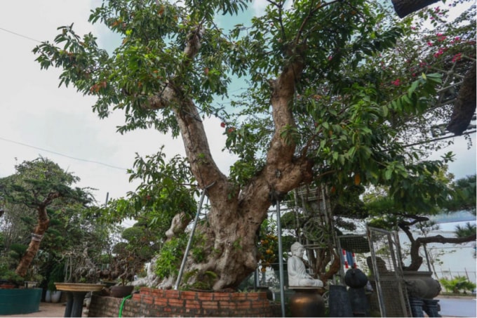 Anh Tùng, chủ vườn G.D Long Biên cho biết: Bệ cây “khủng” này được mua lại cách đây 3 năm, tại một nhà vườn khác ở Cao Bằng