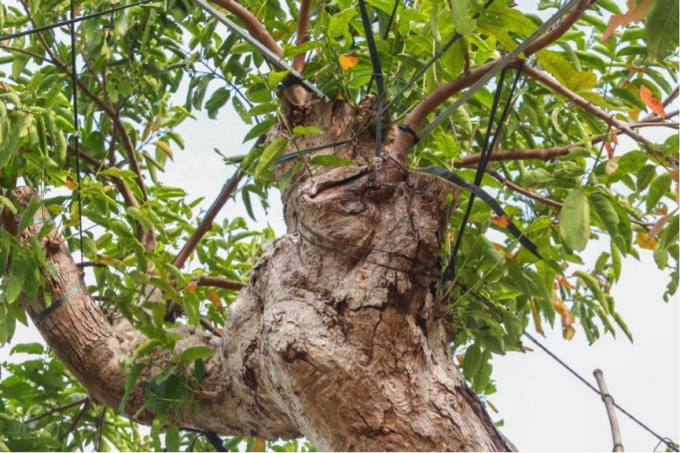 Vì phần ngọn cây to và nặng, nên chủ vườn phải dùng các cột trụ để cho cân an toàn, không bị đổ mùa bão lũ.
