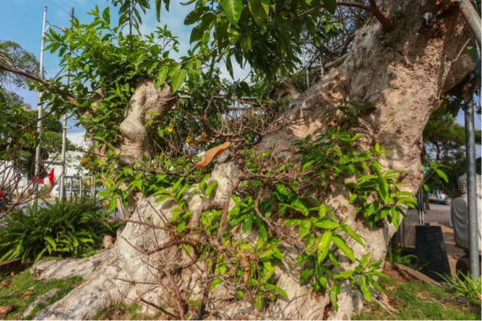 “Nếu như chúng tôi quyết định bán, chắc chắn sẽ có người mua”, anh Tùng quả quyết.