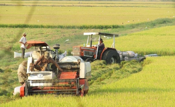 Cánh đồng lớn với giống lúa chất lượng cao của HTX Gò Gòn, tỉnh Long An