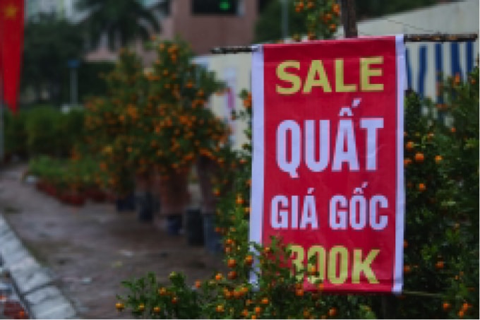 Giá quất, đào đang giảm “sốc”.