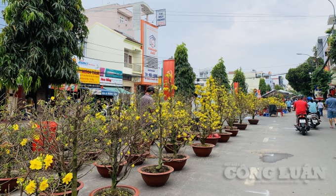 Năm nay, người dân TPHCM đã bỏ tâm lý chờ đến chiều 30 tháng Chạp mới đi mua hoa cho rẻ.