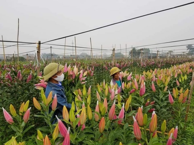 Ruộng hoa Ly ở làng hoa Tây Tựu trong những ngày cận Tết Tân Sửu. Ảnh: HN.