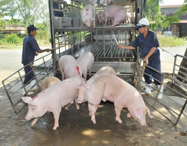 Giá heo hơi hôm nay 11/2: Chỉ còn 5 địa phương giữ mức giá 80.000 đồng/kg