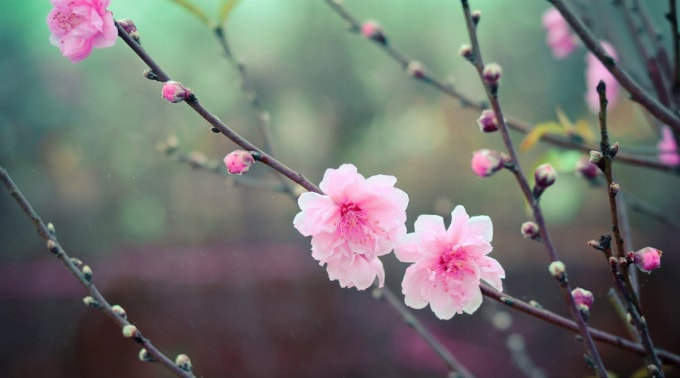 themxuan-0855