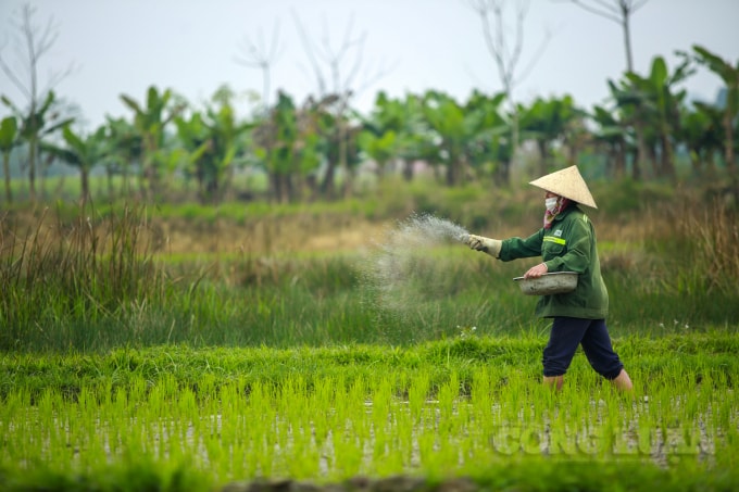 Nhiều người dân đã cấy lúa sớm từ trước Tết Nguyên đán, đầu xuân năm mới cũng tranh thủ ra đồng vãi phân, chăm sóc cây lúa.