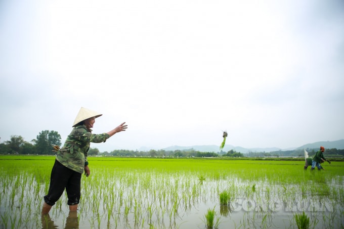 Theo những bà con nông dân ở đây, hôm nay cũng đã là mùng 5 Tết, nên mọi người đều tranh thủ ra cấy lúa đầu xuân cho kịp thời vụ. Mọi người sẽ đi từ 6h sáng vài ba nhà đi cấy đổi công cho nhau, sẽ cố gắng xong từng thửa ruộng của từng nhà một trước khi mặt trời lên cao, nắng nóng.