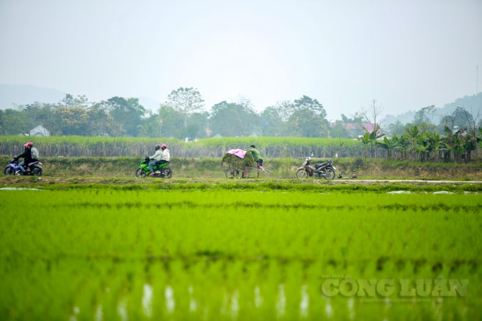 Ông Sầm Văn Chung (xã Châu Quang, Nghệ An) sau khi đã cắt được cỏ, vui mừng hồ hởi trước 1 xe cỏ tươi đầy ắp được cắt đầu năm mới.