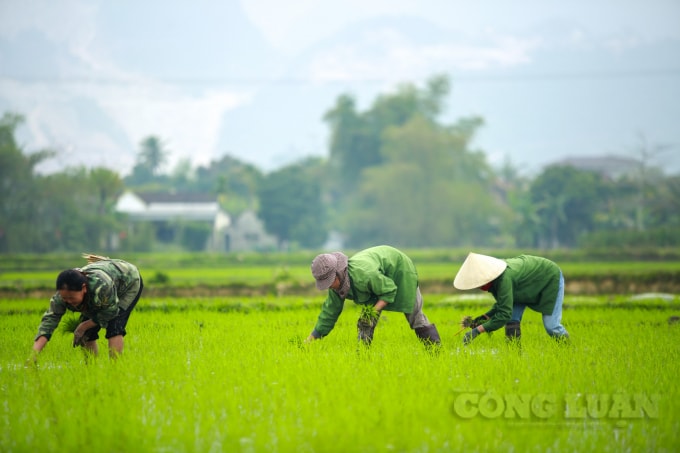 Tranh thủ thời tiết nắng ấm, đầu xuân năm mới cũng như lấy ngày cầu may. Nhiều bà con nông dân đã cùng nhau đi cấy đổi công.
