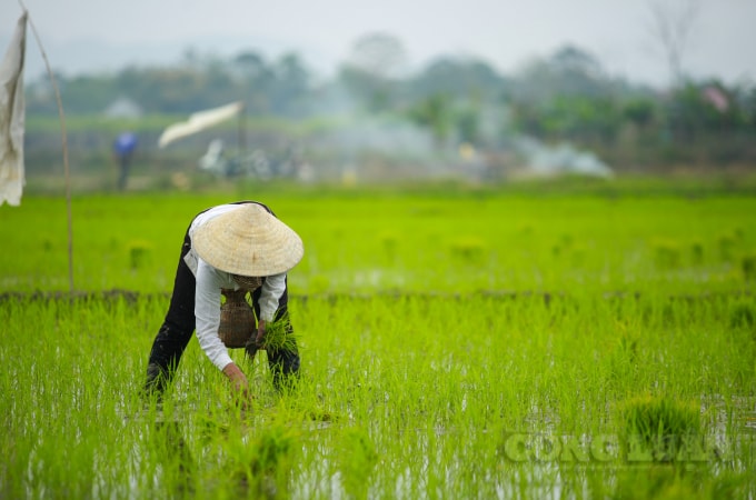 Không khí lao động phấn khởi ngày đầu xuân của bà con nông dân.