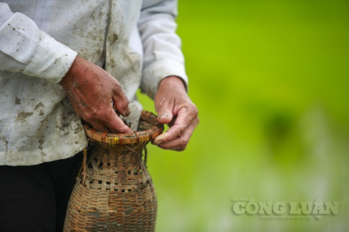 Với thời tiết thuận lợi những ngày đầu năm mới, bà con nông dân khắp các huyện của tỉnh Nghệ An xuống đồng chăm sóc, gieo cấy lúa Đông Xuân với niềm hi vọng mùa màng bội thu.