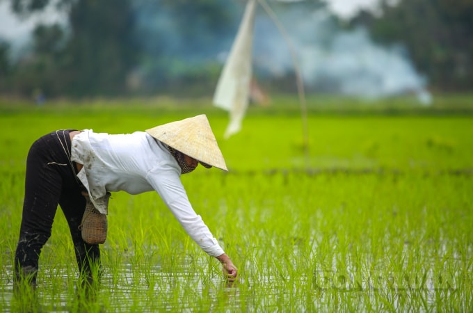 Mọi người đều tranh thủ cấy lúa nhanh nhất có thể tránh trưa chiều thời tiết nắng nóng.