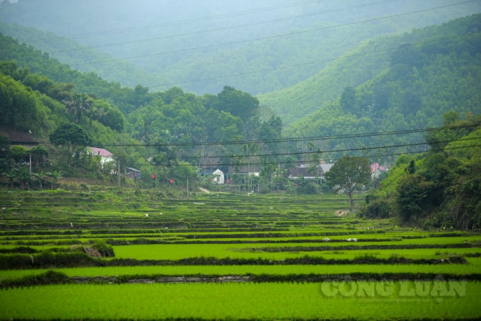 Màu lúa xanh mơn mởn khắp các triền ruộng, được bà con nông dân các huyện miền núi gieo, cấy đầu xuân.