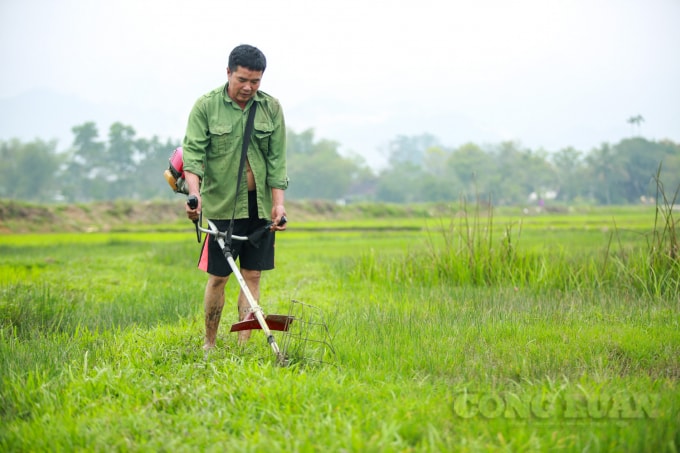 Những thứa cỏ được cắt sạch sẽ, mọi người sẽ tận dụng cỏ mọc trên đồng này đem về cho gia súc, gia cầm của nhà mình ăn.