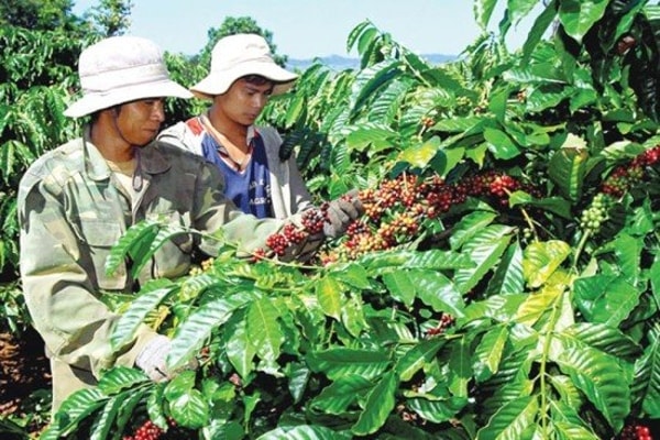 Nông dân Việt Nam đã bán hơn 50% sản lượng cà phê vụ mới, hiện chỉ còn tồn khoảng 750.000 tấn