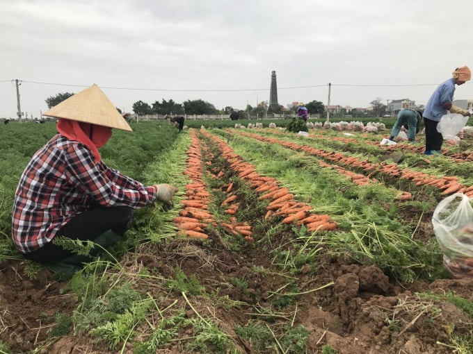 Thu hoạch sản phẩm tại vùng sản xuất chuyên canh Cà rốt huyện Cẩm Giàng, Hải Dương. (ảnh st)