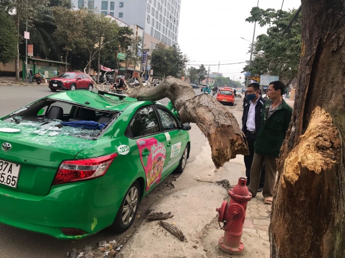 Nam tài xế cùng hành khách vừa mở cửa xuống khỏi xe thì bất ngờ một cành cây ngô đồng lớn bên cạnh gãy xuống đè bẹp dúm nóc xe. Vụ tai nạn khiến nam tài xế cùng hành khách được phen hú vía.