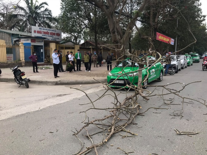 Qua quan sát cho thấy, cành cây ngô đồng gãy là cành cây khô. Thời điểm xảy ra sự việc không có gió to. Trên thân cây ngô đồng này cũng xuất hiện việc sâu mục và nhiều vết nứt nẻ.