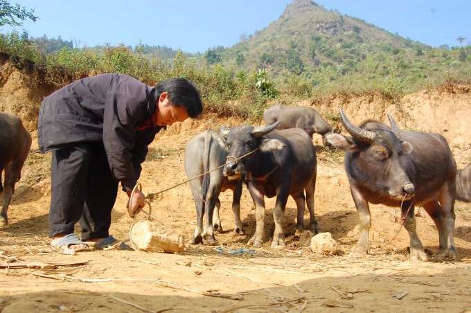 Không ít gia đình nông dân người dân tộc Mông ở gần khu chợ Cán Cấu có thêm nghề nuôi vỗ béo trâu gầy, nghé non cung cấp cho chợ thu hàng trăm triệu đồng mỗi năm.