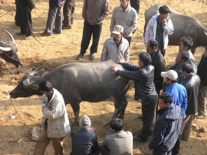 Mấy năm trước chợ trâu Cán Cấu còn thu hút khá đông thương nhân Trung Quốc sang chọn mua trâu thịt cung cấp cho vùng người dân tộc Hồi chỉ sử dụng thịt trâu.