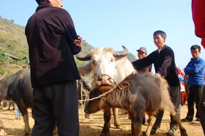 Chọn mua trâu theo kinh nghiệm dân gian.