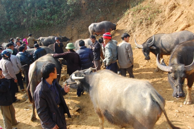 Nhiều khách mua trâu ở các tỉnh miền xuôi lên chợ Cán Cấu tìm mua trâu sinh sản, trâu thịt.