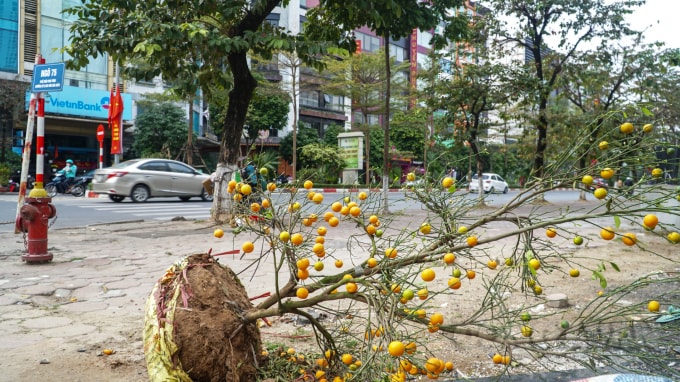 Không chỉ đào bị bỏ lại trên vỉa hè, các cây quất cũng chung số phận.