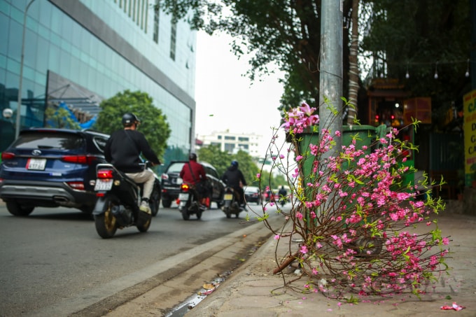 Đi dọc các tuyến phố của Hà Nội, không khó để bắt gặp các cành đào được người dân vứt bỏ bên đường.