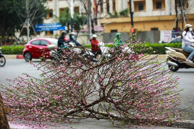 Nhiều cành đào được người dân gom lại tập kết 1 chỗ chờ xe rác đến lấy.