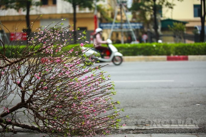 Bên dòng người, xe cộ chạy hối hả, tất bật công việc đầu năm, những cành đào vẫn lá xanh, nụ tròn, hoa nở căng mọng, tươi tốt. Nhưng giờ đây số phận của chúng chỉ chờ thời gian các công nhân môi trường đến đưa đi.