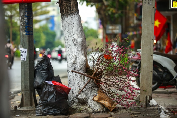 Cành nhỏ hay to đều chung số phận, cứ hết Tết hầu như chúng đều trở nên vô giá trị, biến thành củi khô nằm bên đường hay cạnh các thùng rác.