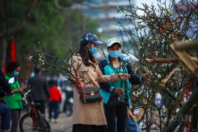 Theo tiểu thương buôn đào ở đây cho hay, hoa lê rừng vốn là loài hoa có sức sống bền vì thế người chơi có thể sử dụng được lâu hơn mà không lo bị héo hay thối gốc. Năm nay, do tình hình dịch bệnh Covid-19 nên giá mỗi cành lê trắng đã giảm hơn so với các năm trước.