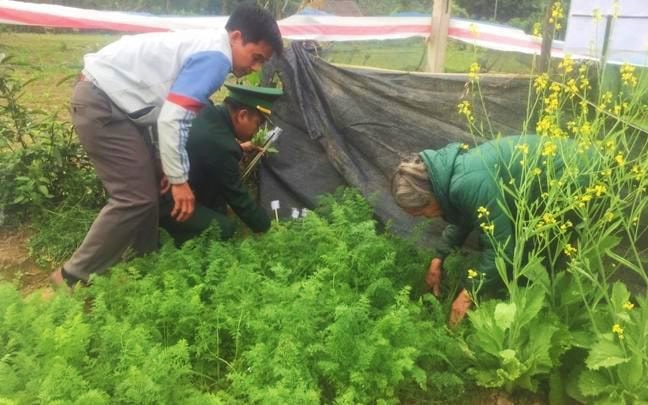 Gia đình bà Trần Thị Bình trồng cây thuốc phiện xen lẫn các loại rau trong vườn nhà