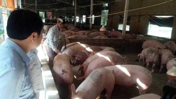 Thị trường heo hơi có dấu hiệu chững giá trong ngày hôm nay