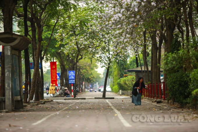 Được biết, hoa ban chỉ nở rộ khoảng 1 tháng rưỡi, trong đó khoảng thời gian đầu tháng 3 là lúc bông hoa nở to và đẹp nhất.