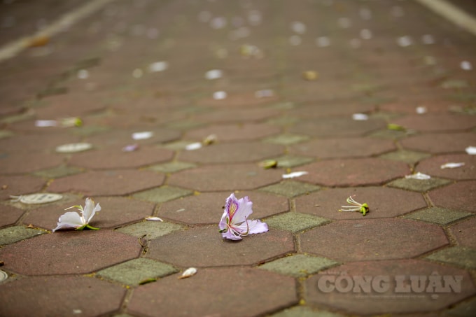 Hoa nở, cánh hoa rụng khắp trên các nên vỉa hè.