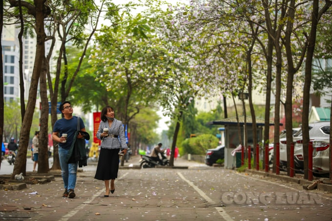 Những ngày cuối tháng 2, nhiều tuyến phố như Hoàng Diệu, Trần Phú, Mễ Trì,… đã trở thành tâm điểm thu hút của mọi ánh nhìn của người đi đường. Những bông hoa ban nở rực rỡ hai bên đường, khiến cho con phố trở nên lãng mạn.