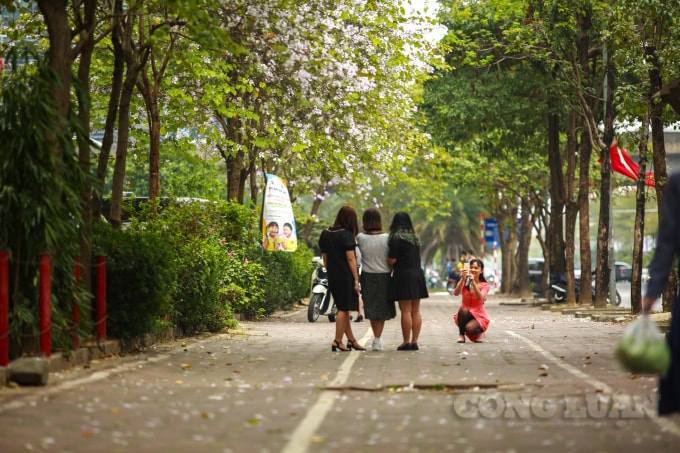 Tháng 2, những cây hoa ban nở rực rỡ khắp các con phố Hà Nội khiến cho nhiều người dân Thủ đô mê mẩn, thích thú.