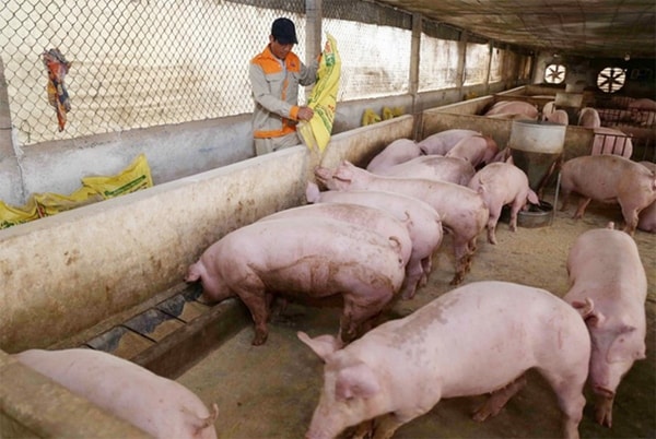 Giá heo hơi tại Cần Thơ bất ngờ tăng trong ngày hôm nay 24/2