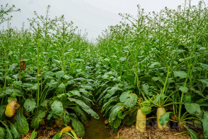 Do thời tiết nắng ấm, củ cải bị ngồng khiến cho giá củ cải cũng giảm. Những người nông dân tại đây cho hay, một sào củ cải (khoảng 360m2) trồng hết khoảng 4 triệu đồng chi phí. Trước thời điểm Tết Tân Sửu khoảng 1 tháng, nông dân sẽ bán lại cho các thương lái với giá khoảng 10 triệu đồng/sào. Tuy nhiên, do lượng rau củ đổ về nội thành hiện nay tương đối lớn nên ảnh hưởng tới việc tiêu thụ rau, củ của thôn.