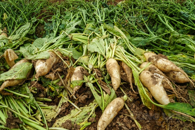 Nhiều gia đình đã nhổ hàng chục tấn củ nhưng không thể bán hoặc chế biến nên đành phải đổ ra sông Hồng. Thậm chí, một số dân nhổ củ cải lên và bỏ tại ruộng.