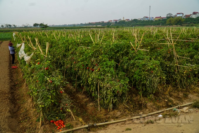 Thông tin từ ông Đàm Văn Đua - Giám đốc Hợp tác xã dịch vụ tổng hợp Đông Cao (Mê Linh, Hà Nội) trong ngày 24/2, hơn 4 tấn nông sản gồm cà chua, củ cải, su hào, hành lá... đã được mang đến điểm tập kết tại quận Đống Đa để tiêu thụ. Hiện tại, trên địa bàn huyện Mê Linh vẫn còn khoảng 300 tấn rau củ quả đang cần được hỗ trợ tiêu thụ gấp. Sản phẩm chủ yếu là củ cải, cà chua, su hào, cải bẹ Đông Dư, hành lá…